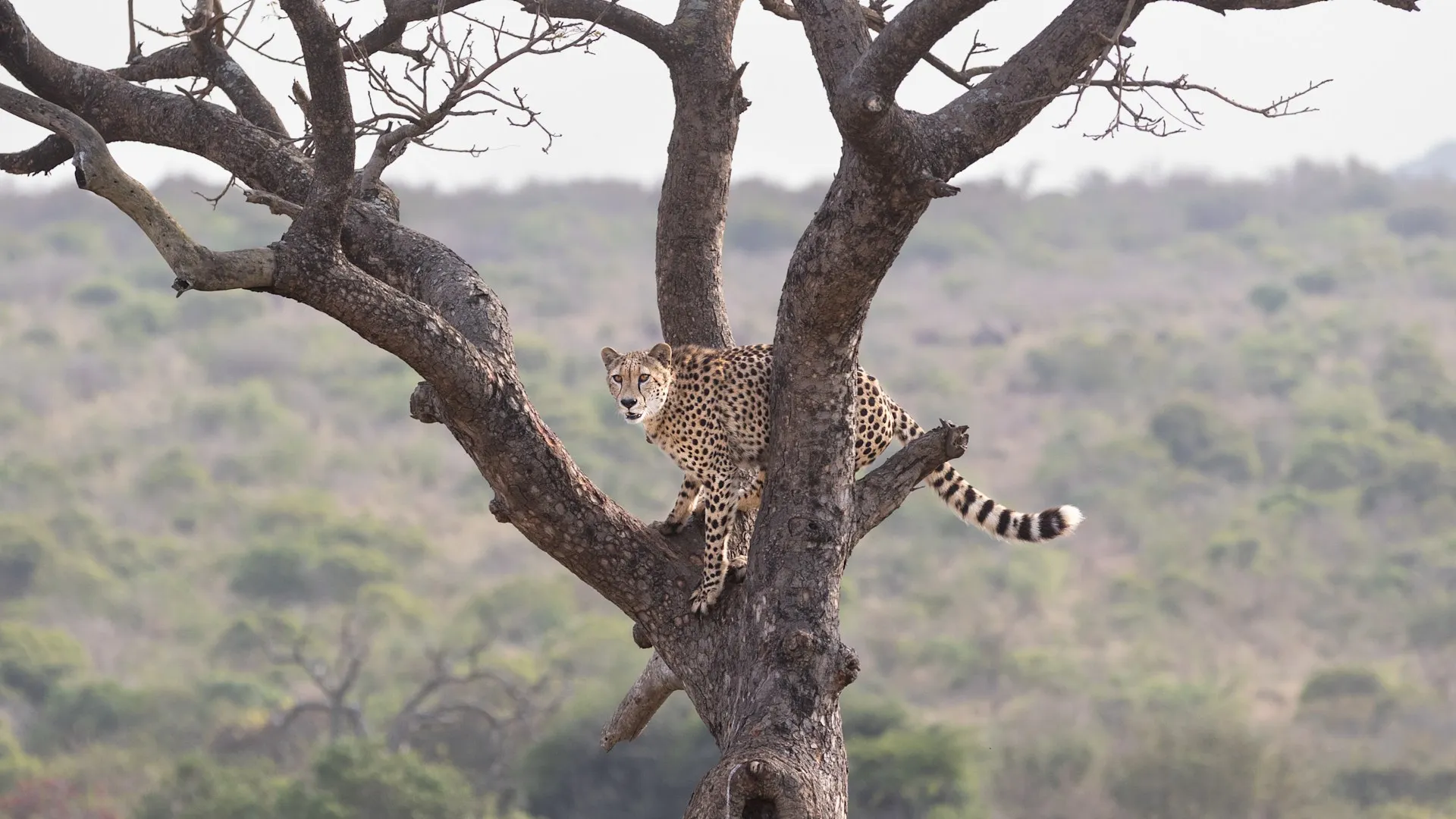 Beyond Phinda Mountain Lodge - 14
